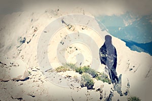 Alpine chough sitting on a rock