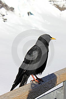 Alpine chough sitting on a wooden stick in the sun