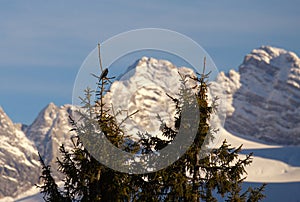 Alpine chough on a spruce
