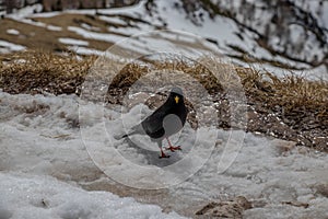 Alpine chough standing on snow, Visevnik peak