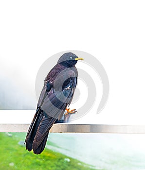 Alpine Chough in Swiss Alps