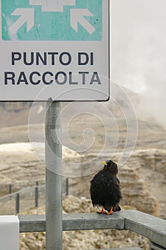 Alpine Chough waiting at meeting point for another choughs to ar