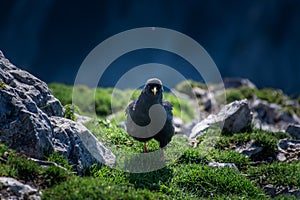 Alpine chough walk on rocks and green grass in Alps mountains