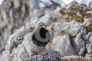 Alpine chough with yellow beak