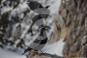 Alpine chough or yellow-billed chough