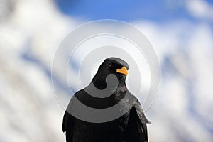 Alpine chough or yellow-billed chough. Gornergrat, the Alps, Switzerland.