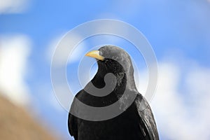 Alpine chough or yellow-billed chough. Gornergrat, the Alps, Switzerland.