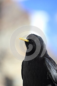 Alpine chough or yellow-billed chough. Gornergrat, the Alps, Switzerland.