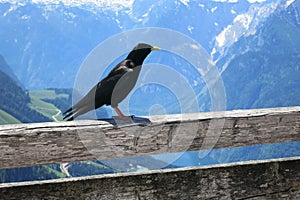 Alpine chough or yellow-billed chough Pyrrhocorax graculus