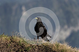 Alpine chough, yellow billed chough, pyrrhocorax graculus