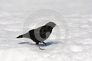 Alpine chough or yellow-billed chough, Pyrrhocorax graculus