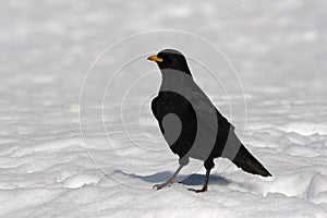 Alpine chough or yellow-billed chough, Pyrrhocorax graculus