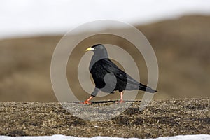 Alpine chough or yellow-billed chough, Pyrrhocorax graculus