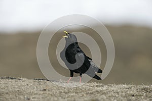 Alpine chough or yellow-billed chough, Pyrrhocorax graculus