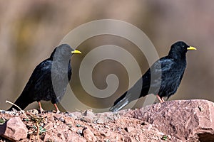 Alpine chough, Yellow-billed chough, Pyrrhocorax graculus. Atlas Mountains, Morocco