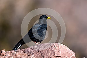 Alpine chough, Yellow-billed chough, Pyrrhocorax graculus. Atlas Mountains, Morocco