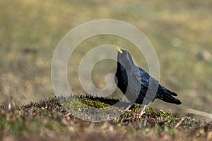 Alpine chough, Yellow-billed chough, Pyrrhocorax graculus. Atlas Mountains, Morocco