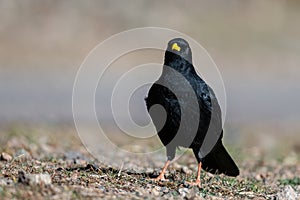 Alpine chough, Yellow-billed chough, Pyrrhocorax graculus. Atlas Mountains, Morocco