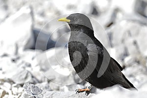The Alpine Chough or Yellow-billed Chough Pyrrhocorax graculus, with a backdrop of alpine landscapes