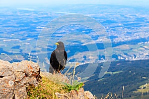 Alpine chough or yellow-billed chough Pyrrhocorax graculus in the mountain nature habitat in Alps, Switzerland