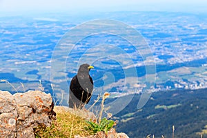 Alpine chough or yellow-billed chough (Pyrrhocorax graculus) in mountain nature habitat in Alps, Switzerland