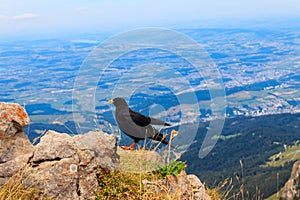 Alpine chough or yellow-billed chough (Pyrrhocorax graculus) in mountain nature habitat in Alps, Switzerland