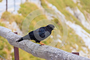 Alpine chough or yellow-billed chough (Pyrrhocorax graculus) in mountain nature habitat in Alps, Switzerland