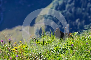 Alpine chough or yellow-billed chough (Pyrrhocorax graculus) in mountain nature habitat in Alps, Switzerland