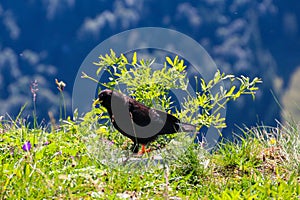 Alpine chough or yellow-billed chough (Pyrrhocorax graculus) in mountain nature habitat in Alps, Switzerland