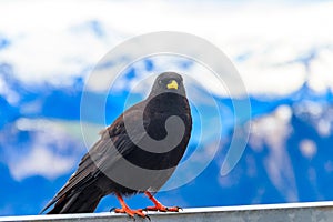 Alpine chough or yellow-billed chough (Pyrrhocorax graculus) in mountain nature habitat in Alps, Switzerland