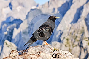 Alpine chough or yellow-billed chough Pyrrhocorax graculus up on a mountain rock, in Donnerkogel mountains, Austria