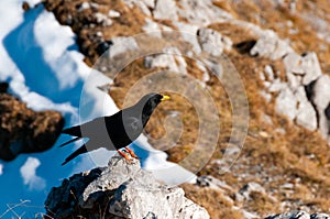 The Alpine chough or yellow-billed chough in Swiss Prealps, Switzerland photo