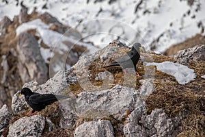 Alpine chough or yellow-billed chough winter time