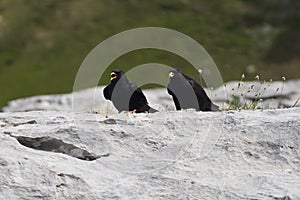 Alpine chough yellow billed Pyrrhocorax graculus crow Pyrrhocorax switzerland mountain flight