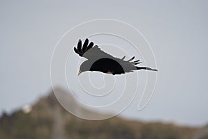 Alpine chough yellow billed Pyrrhocorax graculus crow Pyrrhocorax switzerland mountain flight