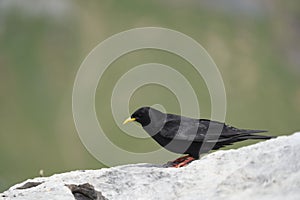 Alpine chough yellow billed Pyrrhocorax graculus crow Pyrrhocorax switzerland mountain flight