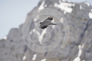 Alpine chough yellow billed Pyrrhocorax graculus crow Pyrrhocorax switzerland mountain flight