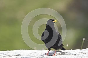 Alpine chough yellow billed Pyrrhocorax graculus crow Pyrrhocorax switzerland mountain flight