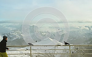 Alpine choughs at Dolomites