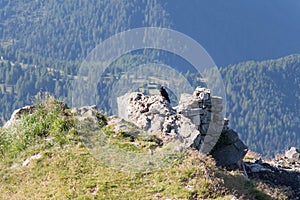 Alpine choughs on a mountain rock in a sunny day, Dolomites, Italian Alps