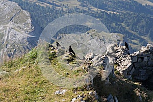 Alpine choughs on a mountain rock in a sunny day, Dolomites, Italian Alps