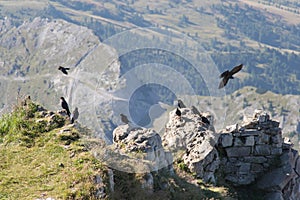 Alpine choughs on a mountain rock in a sunny day, Dolomites, Italian Alps