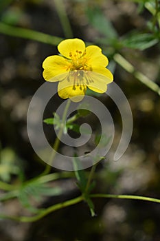 Alpine Cinquefoil