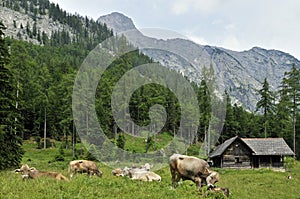 Alpine Cottage & Cows