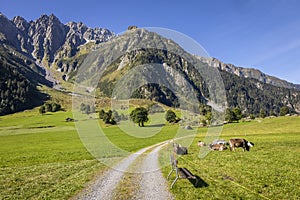 Alpine country road and cows in Engadine valley, Swiss Alps, Switzerland