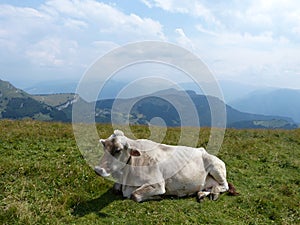 Alpine cow 1