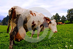 Alpine cow