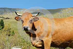 Alpine cow