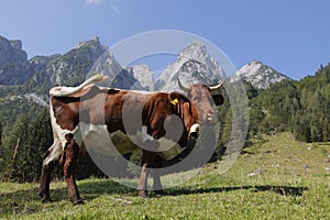 Alpine cow