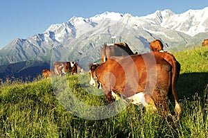 Alpine cow